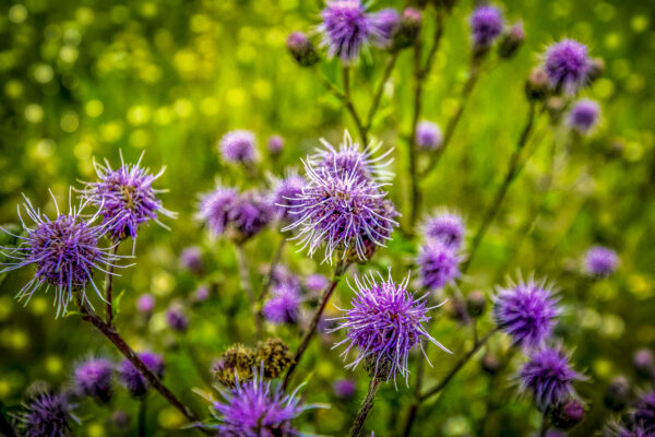 1003  Perfect Purple Prickles