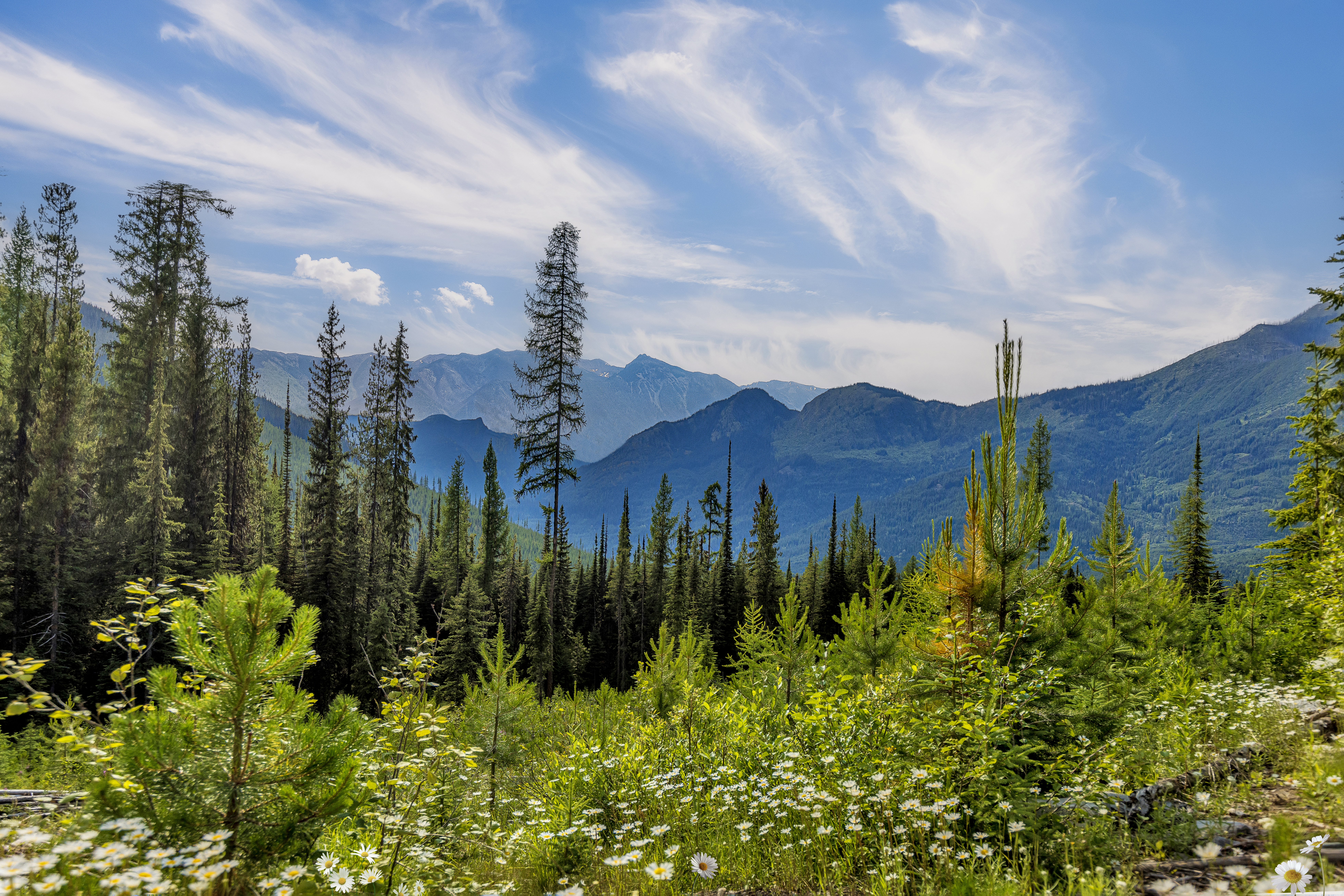 3019 Lamb Creek Mountain View