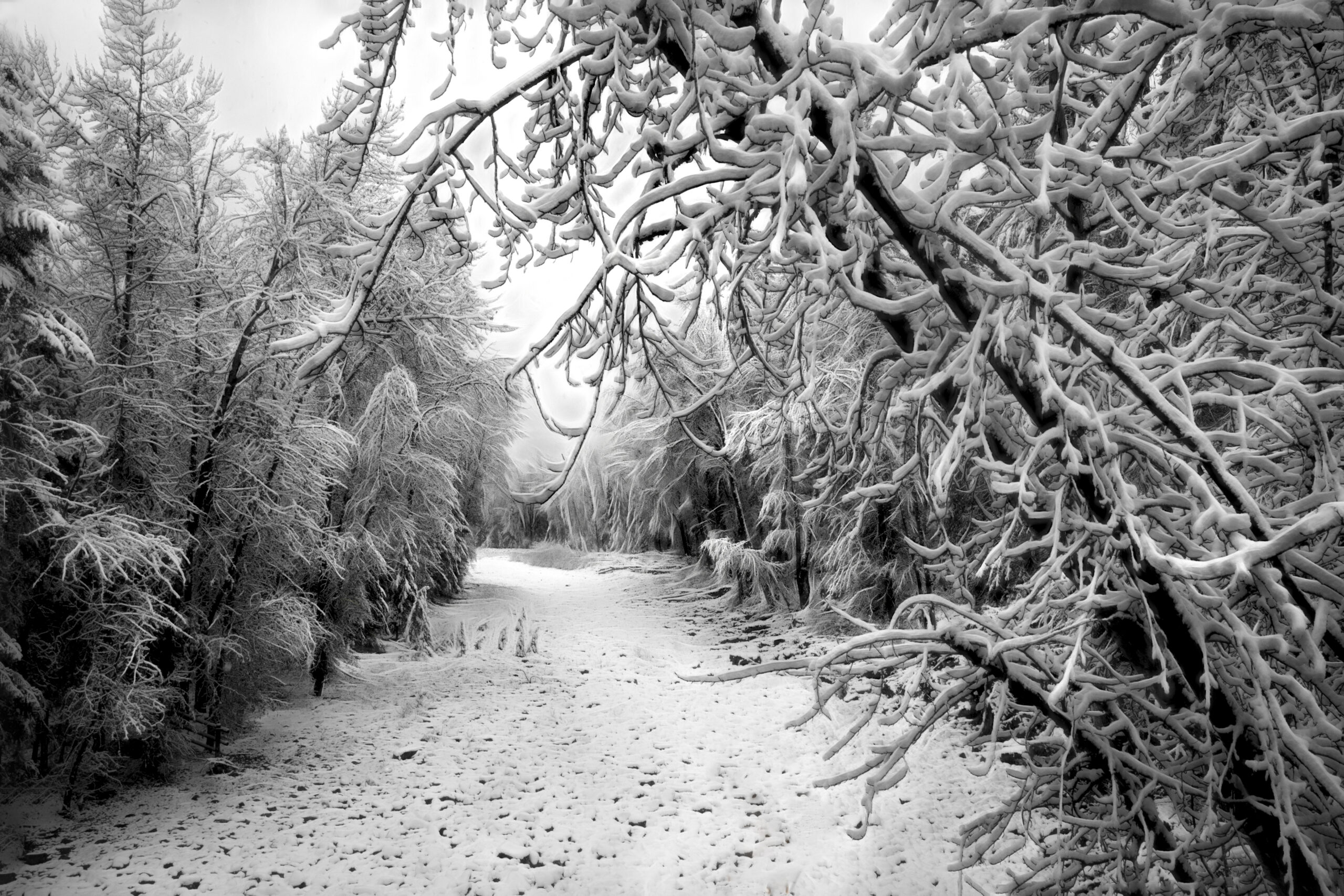 4017 Wonders of Winter