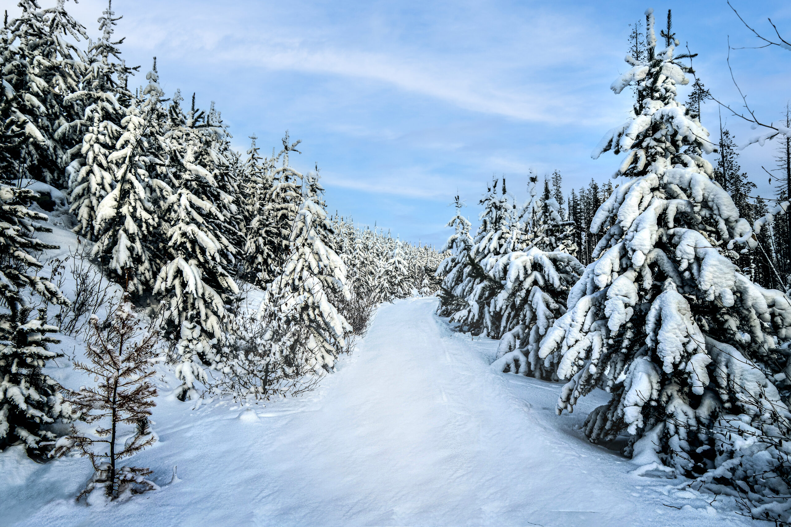 4011 Boughs of Beauty