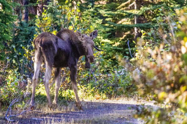 5057 Young Bull Moose