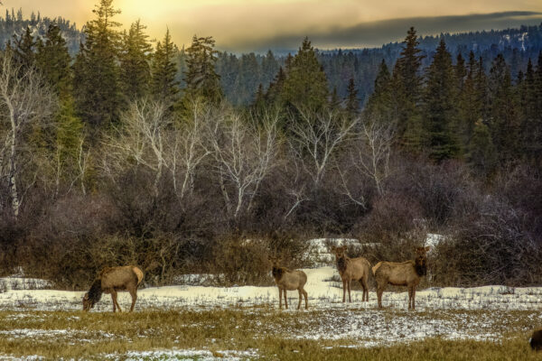 6048 Elk Haven