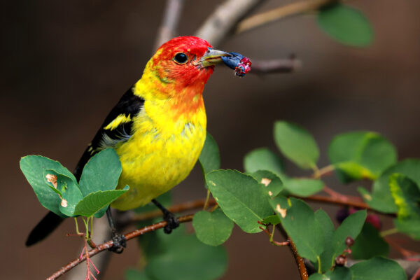 6037 Western Tanager