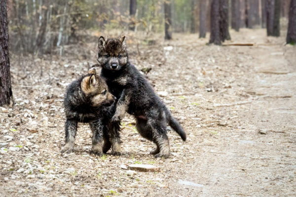 6032 Wolf Pups II