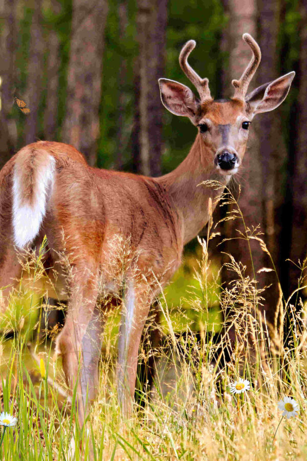 6072 Young buck