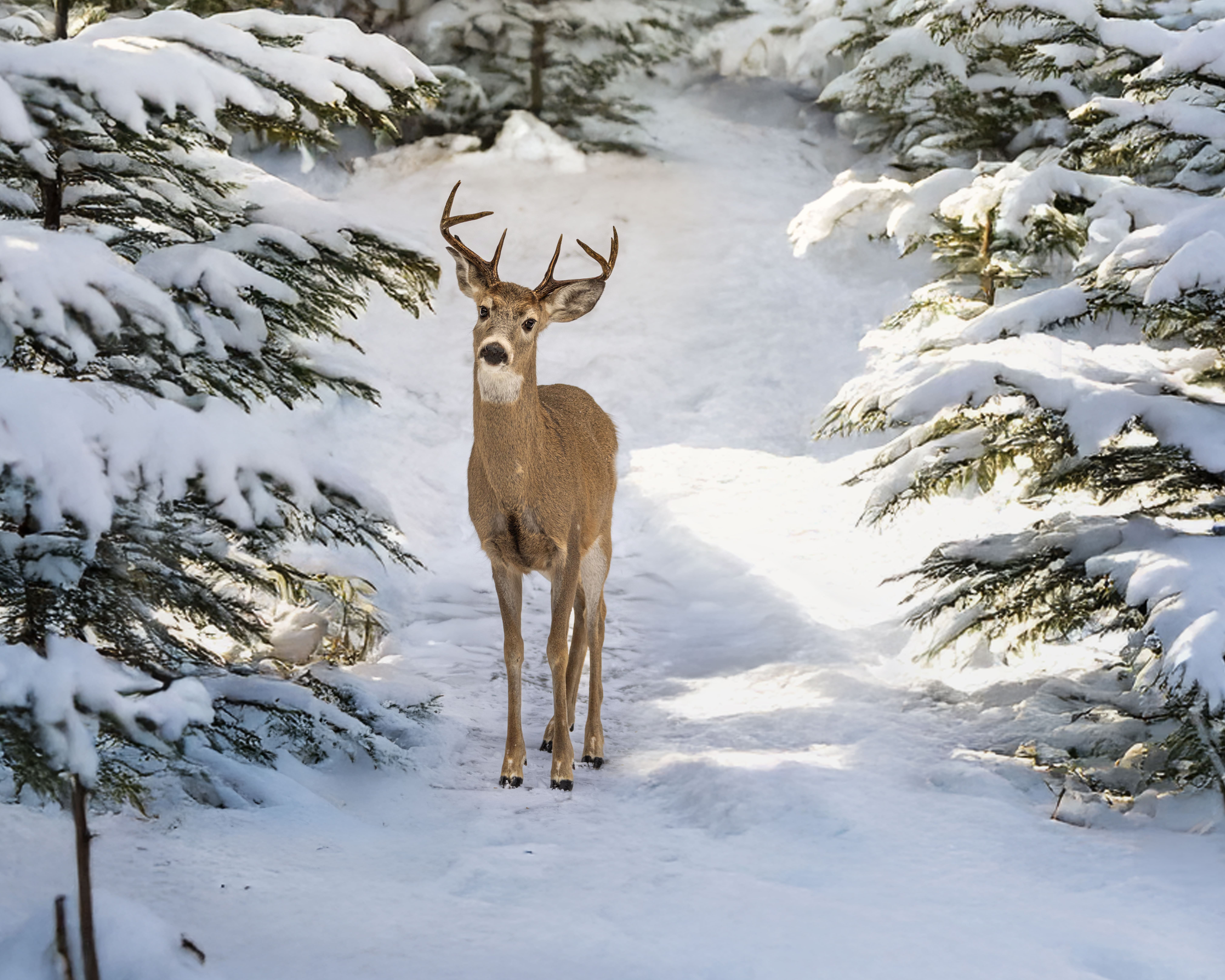 6064 Oh Deer