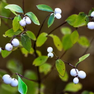 1038 Delicate Daydreams