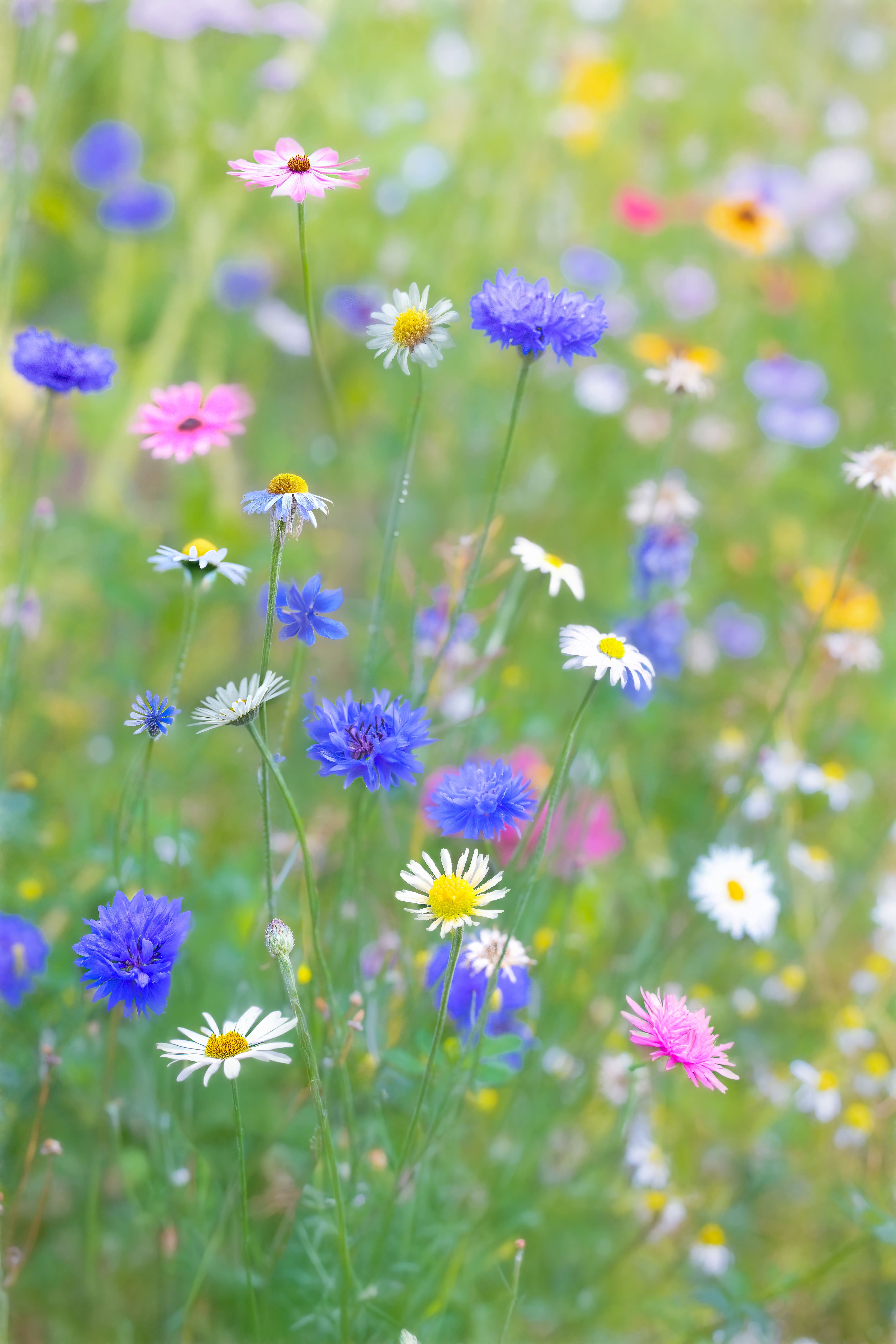 1031 Colors to Tickle