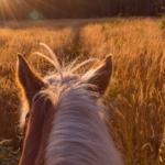 View from on a horse