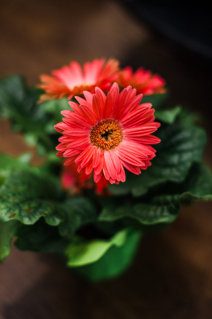 Clean Your Air! 6 of the Best Plants for Air Purification