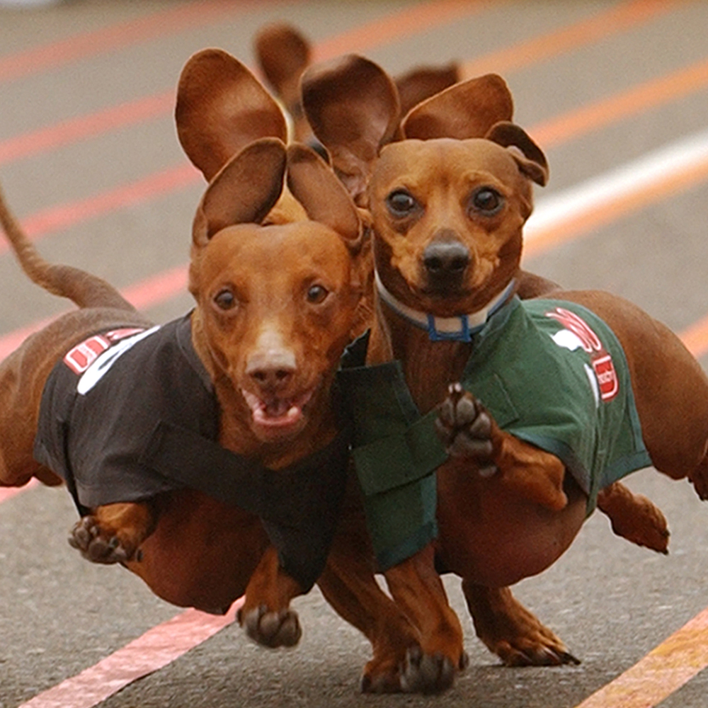 Meant 2 B Loved Pet Rescue WIENER DOG RACES