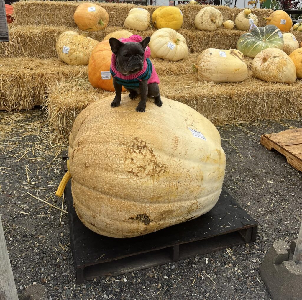 Pumpkin Day and Fall Fair 2025