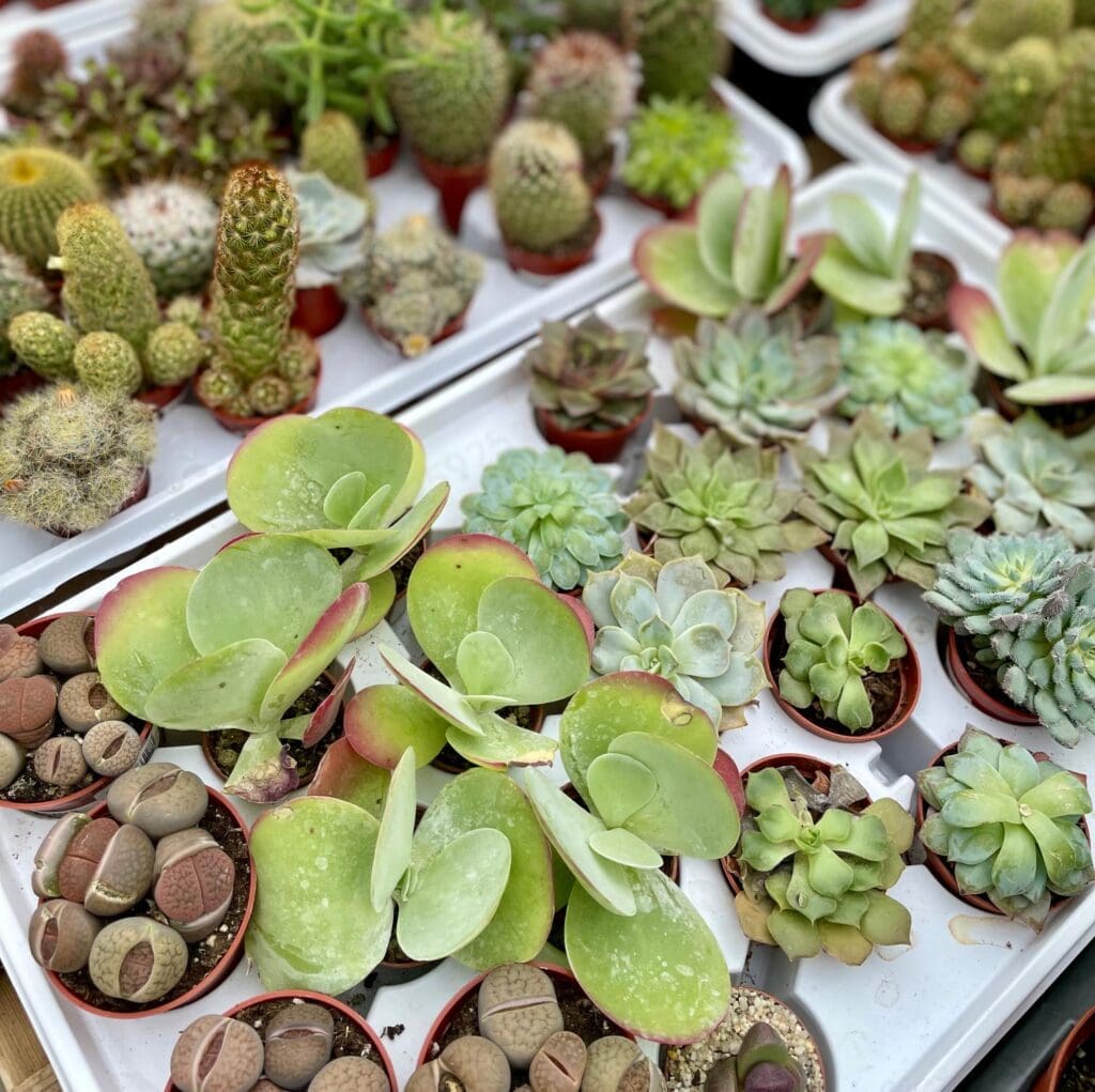 Succulents & Cactuses