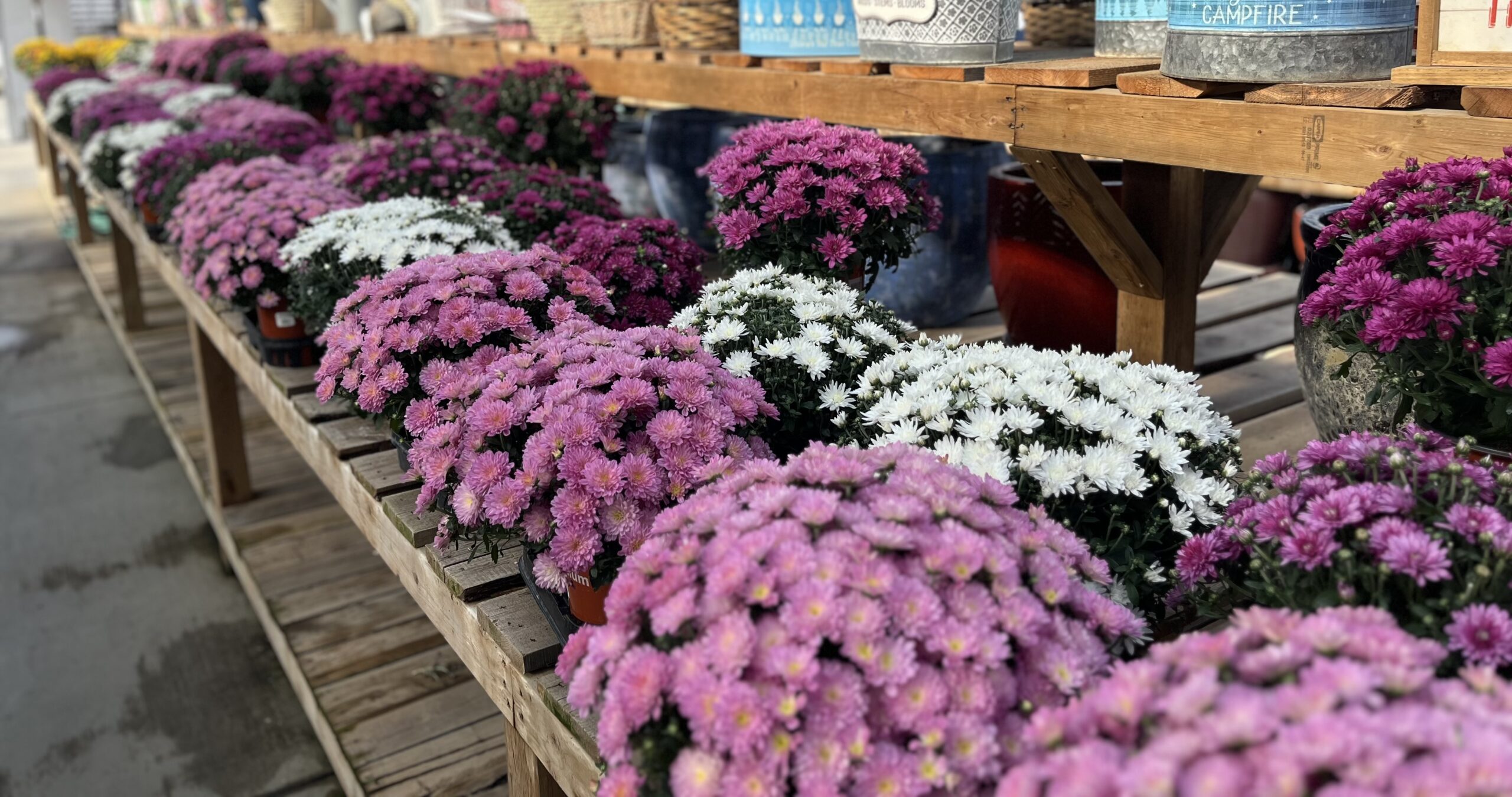 Fall Mums!