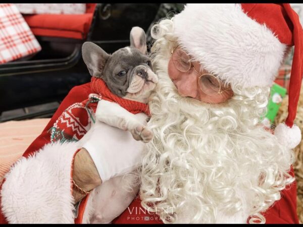 Pet Pictures with Santa
