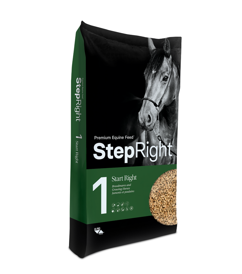 Step 1 Start Right – Broodmares and Growing Horses