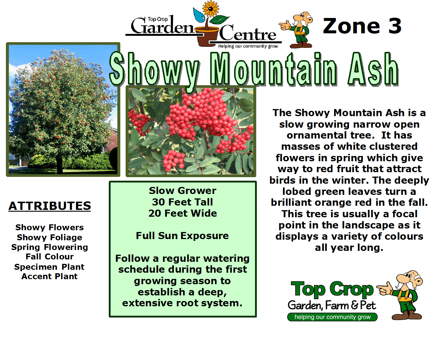 Showy Mountain Ash