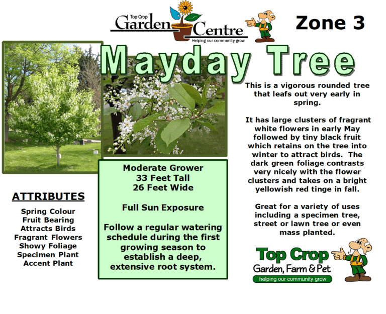 Mayday Tree - Top Crop, Garden Farm & Pet