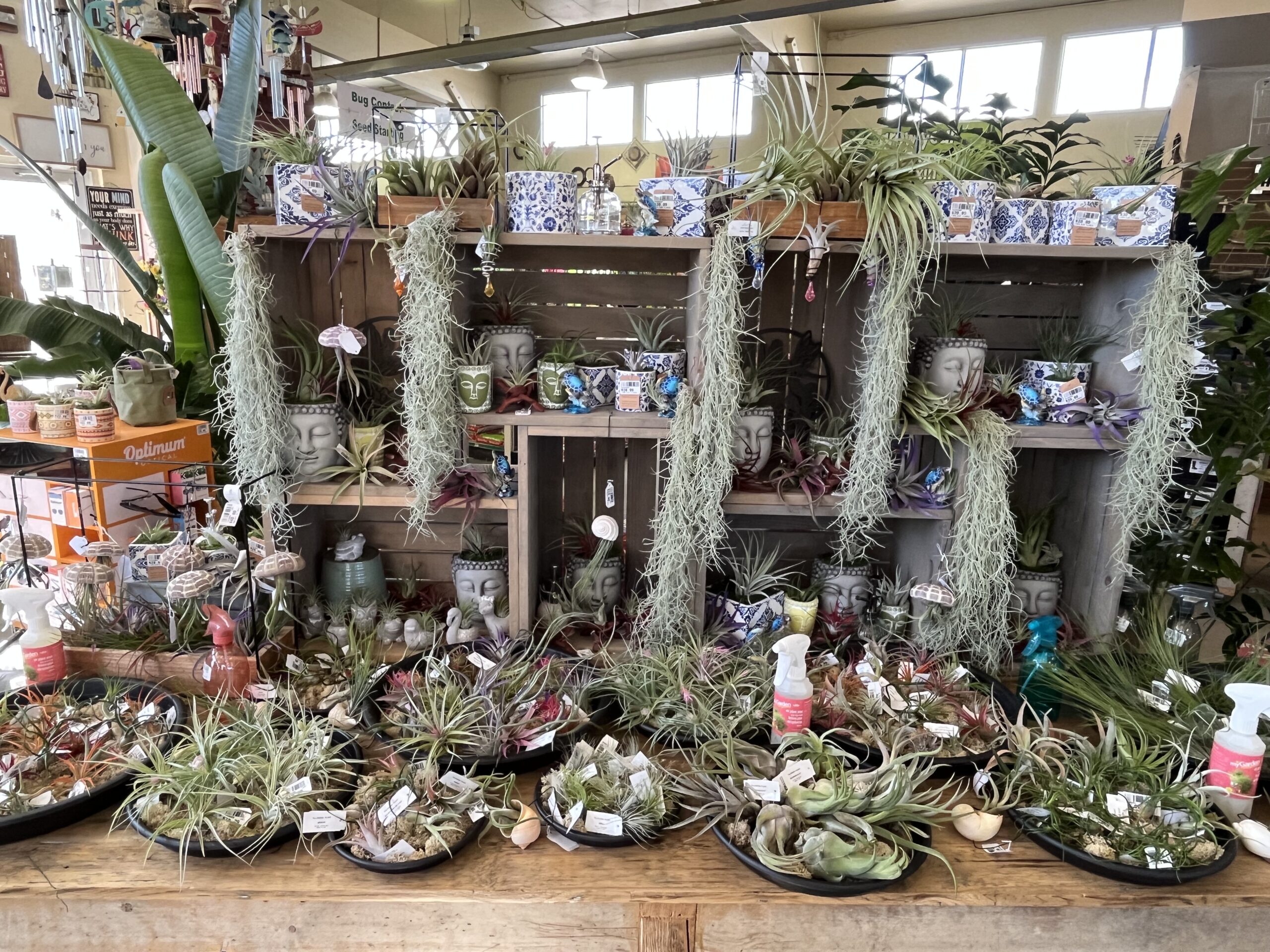 Air Plants (Tillandsia)