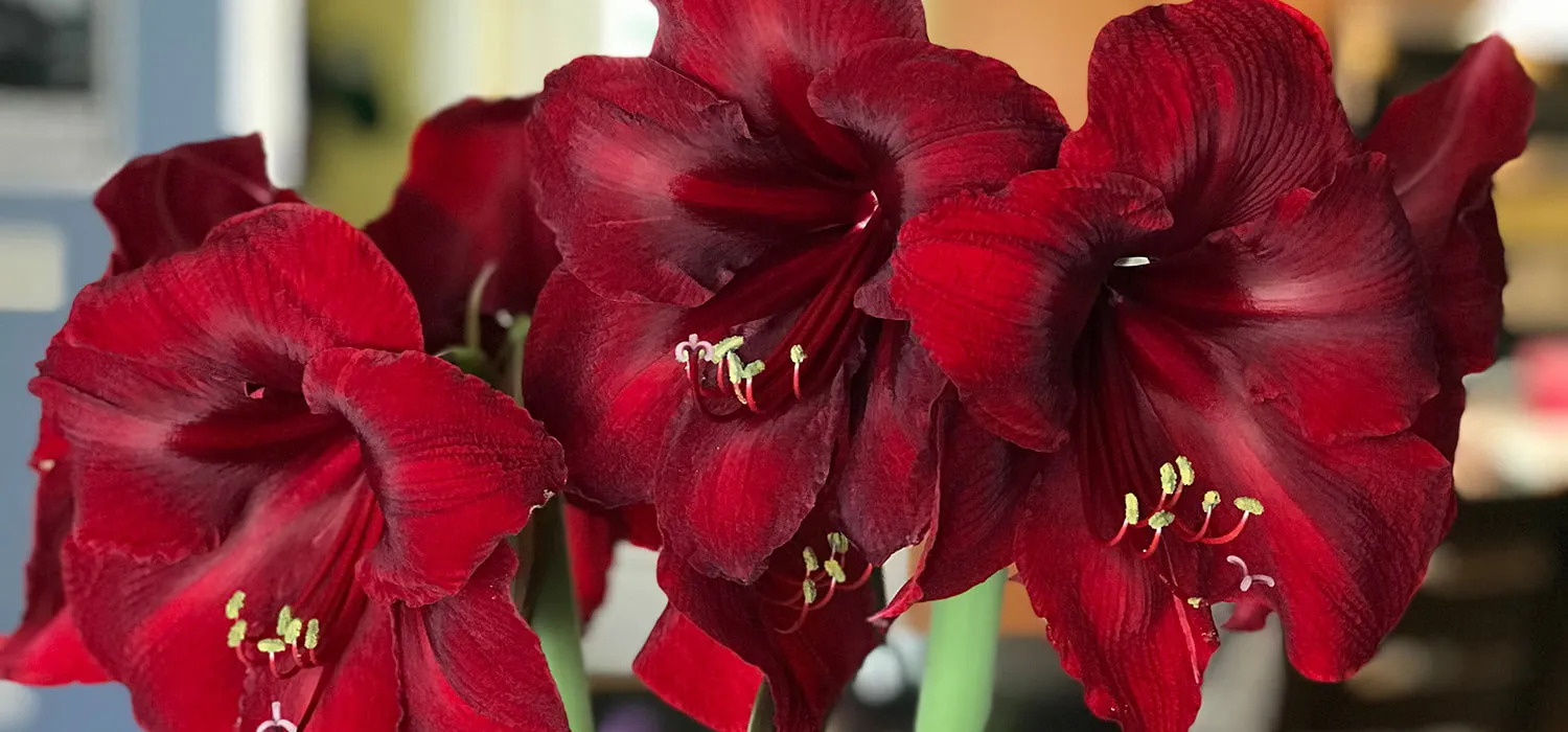 Amaryllis Bulbs have Arrived!