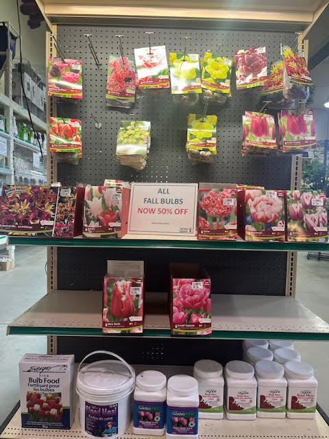 Fall Bulbs- Remaining Stock 50% off