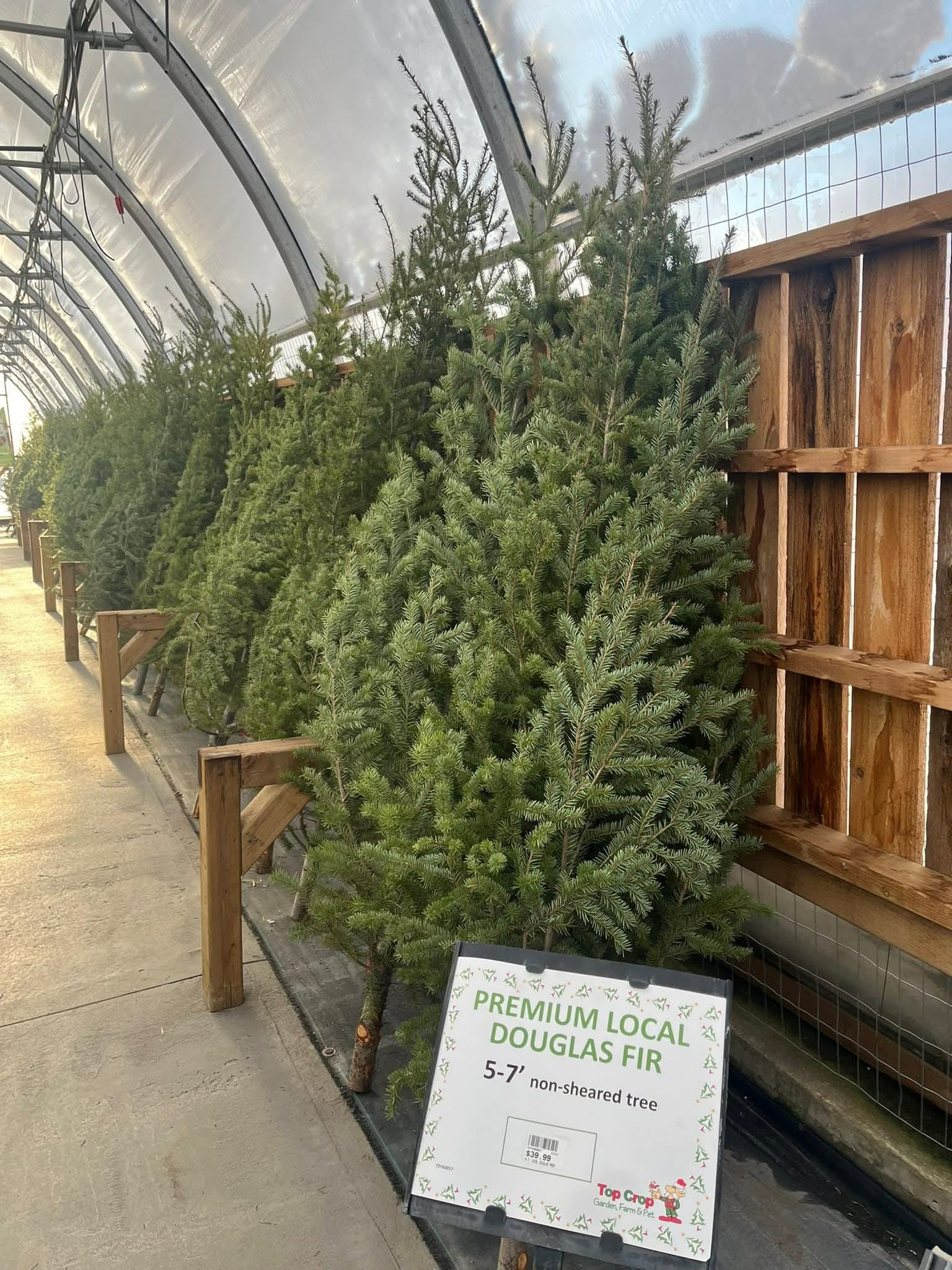 Fresh Cut Holiday Trees Are Here