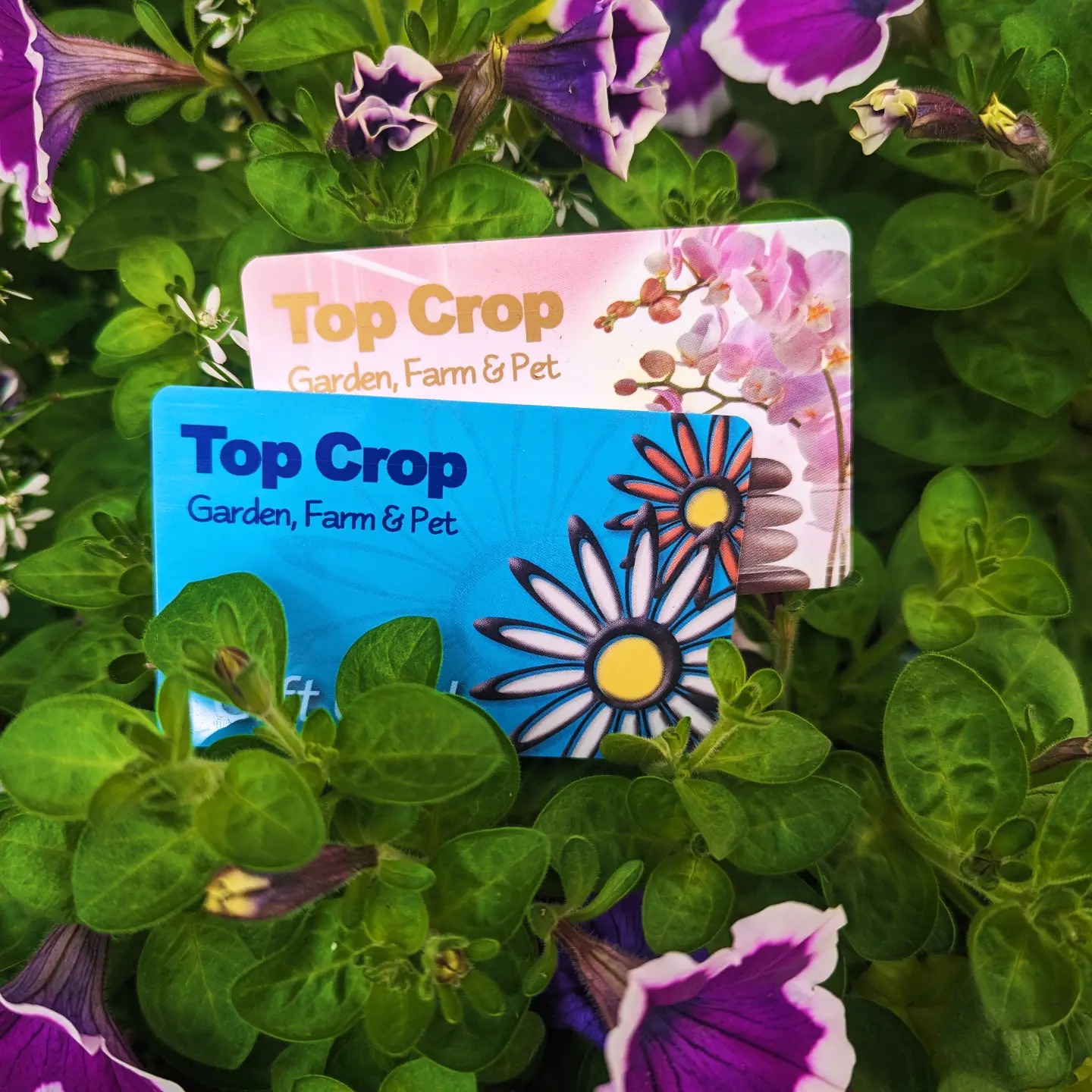 Top Crop Gift Cards