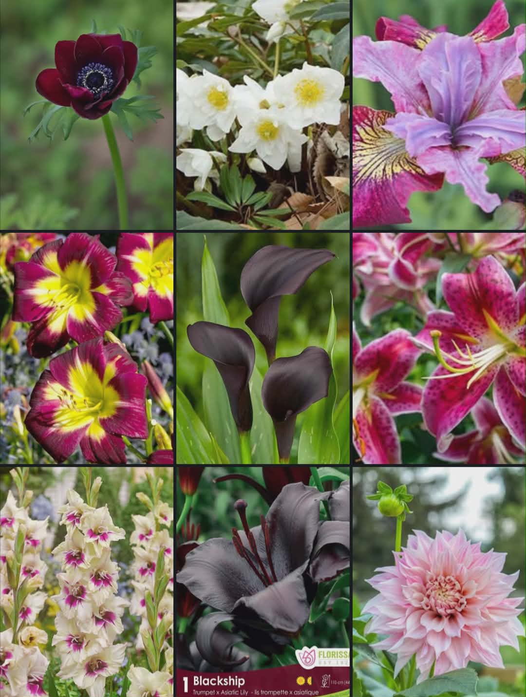 Summer Flowering Bulbs