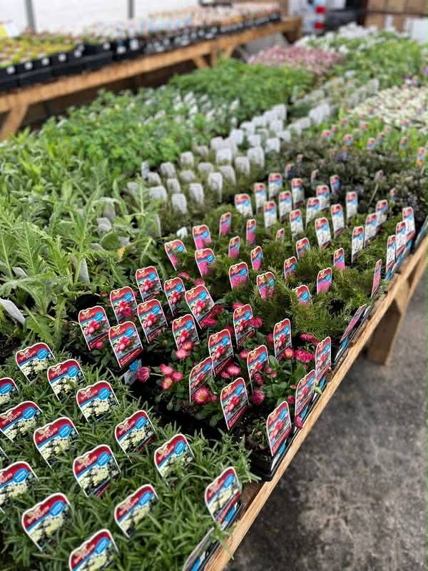 Our Perennial Greenhouse Is Open